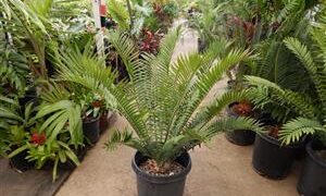 ENCEPHALARTOS AEMULANS GREEN, RARE CYCAD FROM SOUTH AFRICA