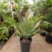 ENCEPHALARTOS AEMULANS GREEN, RARE CYCAD FROM SOUTH AFRICA