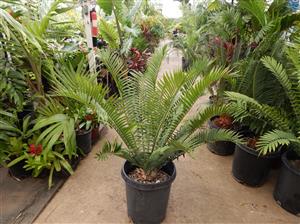ENCEPHALARTOS AEMULANS GREEN, RARE CYCAD FROM SOUTH AFRICA