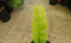 ENCEPHALARTOS AEMULANS GREEN, RARE CYCAD FROM SOUTH AFRICA