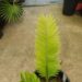 ENCEPHALARTOS AEMULANS GREEN, RARE CYCAD FROM SOUTH AFRICA