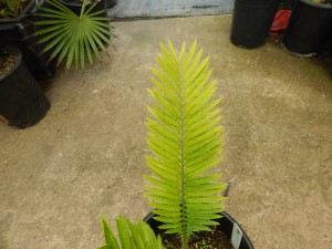 ENCEPHALARTOS AEMULANS GREEN, RARE CYCAD FROM SOUTH AFRICA