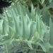 ENCEPHALARTOS ARENARIUS – BLUE & GREEN VARIETIES RARE SOUTH AFRICAN CYCAD