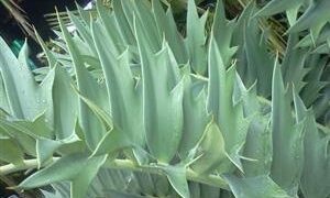 ENCEPHALARTOS ARENARIUS – BLUE & GREEN VARIETIES RARE SOUTH AFRICAN CYCAD