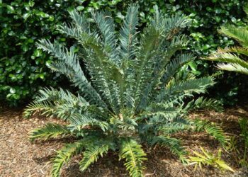 ENCEPHALARTOS ARENARIUS – THE GREEN VARIETY RARE SOUTH AFRICAN CYCAD