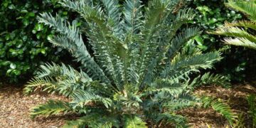 ENCEPHALARTOS ARENARIUS – THE GREEN VARIETY RARE SOUTH AFRICAN CYCAD