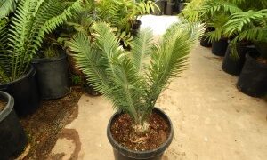 ENCEPHALARTOS CERINUS DWARF SOUTH AFRICAN SPECIES