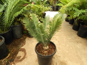 ENCEPHALARTOS CERINUS DWARF SOUTH AFRICAN SPECIES