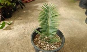 ENCEPHALARTOS CERINUS DWARF SOUTH AFRICAN SPECIES