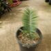 ENCEPHALARTOS CERINUS DWARF SOUTH AFRICAN SPECIES