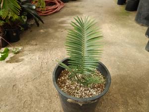 ENCEPHALARTOS CERINUS DWARF SOUTH AFRICAN SPECIES