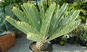 ENCEPHALARTOS FRIDERICI-GUILIELMI VERY RARE SOUTH AFRICAN BLUE CYCAD