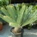 ENCEPHALARTOS FRIDERICI-GUILIELMI VERY RARE SOUTH AFRICAN BLUE CYCAD