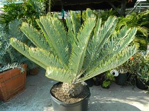 ENCEPHALARTOS FRIDERICI-GUILIELMI VERY RARE SOUTH AFRICAN BLUE CYCAD