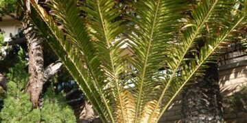 ENCEPHALARTOS HILDEBRANDTII LARGE SIZED GREEN CYCAD