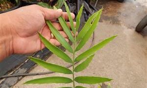 ENCEPHALARTOS KISAMBO EXOTIC CENTRAL AFRICAN CYCAD
