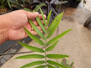 ENCEPHALARTOS KISAMBO EXOTIC CENTRAL AFRICAN CYCAD