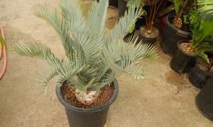 ENCEPHALARTOS LEHMANNII BLUE SOUTH AFRICAN CYCAD FOR SUN