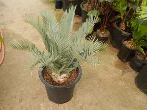 ENCEPHALARTOS LEHMANNII BLUE SOUTH AFRICAN CYCAD FOR SUN