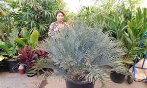 ENCEPHALARTOS LEHMANNII RARE BLUE SOUTH AFRICAN CYCAD FOR FULL COASTAL SUN