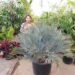 ENCEPHALARTOS LEHMANNII RARE BLUE SOUTH AFRICAN CYCAD FOR FULL COASTAL SUN