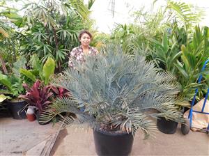 ENCEPHALARTOS LEHMANNII RARE BLUE SOUTH AFRICAN CYCAD FOR FULL COASTAL SUN