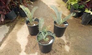 ENCEPHALARTOS LEHMANNII RARE BLUE SOUTH AFRICAN CYCAD FOR FULL COASTAL SUN
