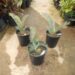 ENCEPHALARTOS LEHMANNII RARE BLUE SOUTH AFRICAN CYCAD FOR FULL COASTAL SUN