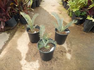 ENCEPHALARTOS LEHMANNII RARE BLUE SOUTH AFRICAN CYCAD FOR FULL COASTAL SUN
