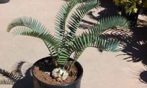 ENCEPHALARTOS LONGIFOLIUS – BLUE FORM MEDIUM TO LARGE RARE SOUTH AFRICAN CYCAD
