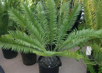 ENCEPHALARTOS NATALENSIS X WOODII HYBRID WITH AN EXTINCT SPECIES