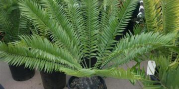 ENCEPHALARTOS NATALENSIS X WOODII HYBRID WITH AN EXTINCT SPECIES