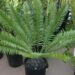 ENCEPHALARTOS NATALENSIS X WOODII HYBRID WITH AN EXTINCT SPECIES