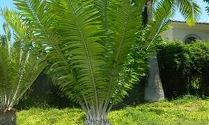 ENCEPHALARTOS NATALENSIS X WOODII HYBRID WITH AN EXTINCT SPECIES