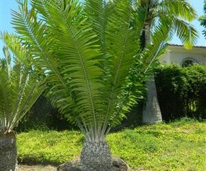 ENCEPHALARTOS NATALENSIS X WOODII HYBRID WITH AN EXTINCT SPECIES