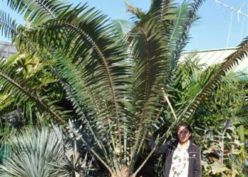 ENCEPHALARTOS PAUCIDENTATUS MEDIUM TO LARGE RARE SOUTH AFRICAN CYCAD