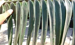 ENCEPHALARTOS PAUCIDENTATUS MEDIUM TO LARGE RARE SOUTH AFRICAN CYCAD