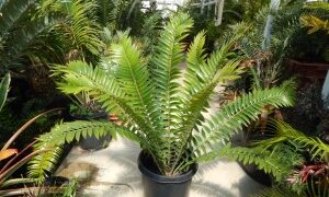 ENCEPHALARTOS TRANSVENOSUS LARGE SOUTH AFRICAN CYCAD SPECIES