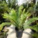 ENCEPHALARTOS TRANSVENOSUS LARGE SOUTH AFRICAN CYCAD SPECIES