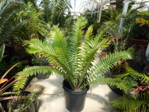 ENCEPHALARTOS TRANSVENOSUS LARGE SOUTH AFRICAN CYCAD SPECIES