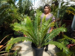 ENCEPHALARTOS TRANSVENOSUS LARGE SOUTH AFRICAN CYCAD SPECIES
