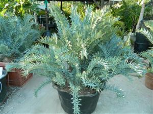 YUCCA ROSTRATA BLUE SUCCULENT WITH AMAZING COLD HARDINESS