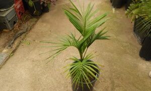 EUTERPE EDULIS THIN, SINGLE TRUNK PINNATE PALM EXOTIC AND TROPICAL APPEARING