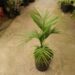 EUTERPE EDULIS THIN, SINGLE TRUNK PINNATE PALM EXOTIC AND TROPICAL APPEARING
