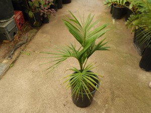 EUTERPE EDULIS THIN, SINGLE TRUNK PINNATE PALM EXOTIC AND TROPICAL APPEARING