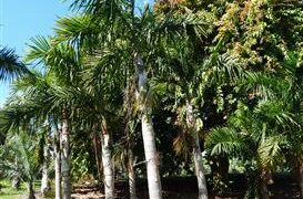 GAUSSIA GOMEZ-POMPAE BIGGER AND TALLER THAN GAUSIA MAYA