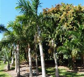 GAUSSIA GOMEZ-POMPAE BIGGER AND TALLER THAN GAUSIA MAYA