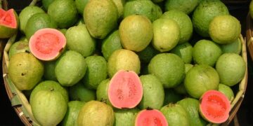 ASIAN GUAVA FRUIT TREE GIVING LARGE FRUITS