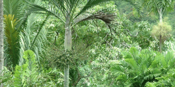 CYPHOPHOENIX ELEGANS THE ELEGANT PALM SINGLE TRUNK MEDIUM SIZED PALM FROM NEW CALEDONIA