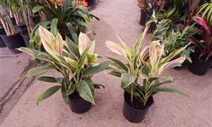 HAWAIIAN TI PLANTS  GREAT COLOR FOR THE GARDEN ASSORTMENT OF NEW VARIETIES AT NURSERY